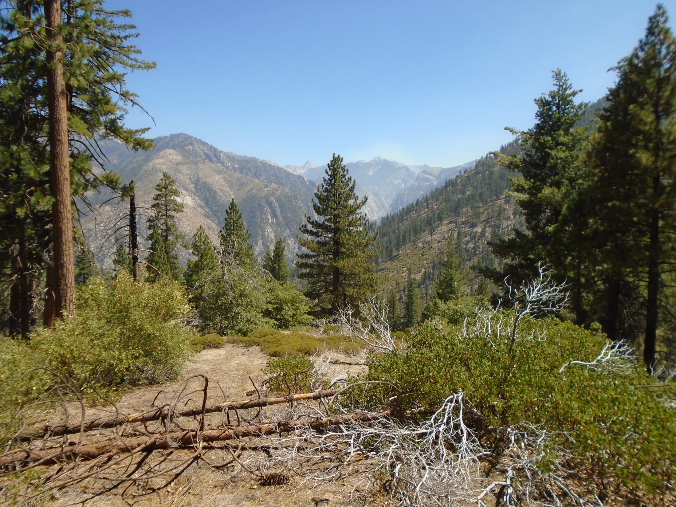 A wide landscape view of Kings Canyon National Park from the Don Cecil Trail, looking out over forested ridges and the steep granite canyon walls of the Sierra Nevada under a clear sky.