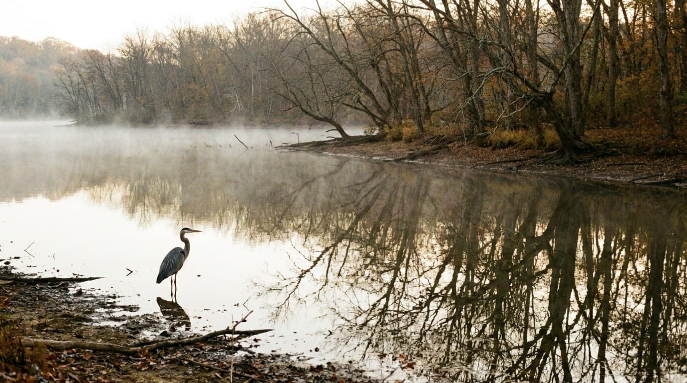 Calm mirror-still Radnor Lake at dawn reflecting bare autumn trees and mist, a great blue heron standing in the shallows, quiet nature preserve just outside Nashville