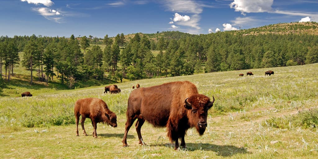 Bison and calf in Custer State Park