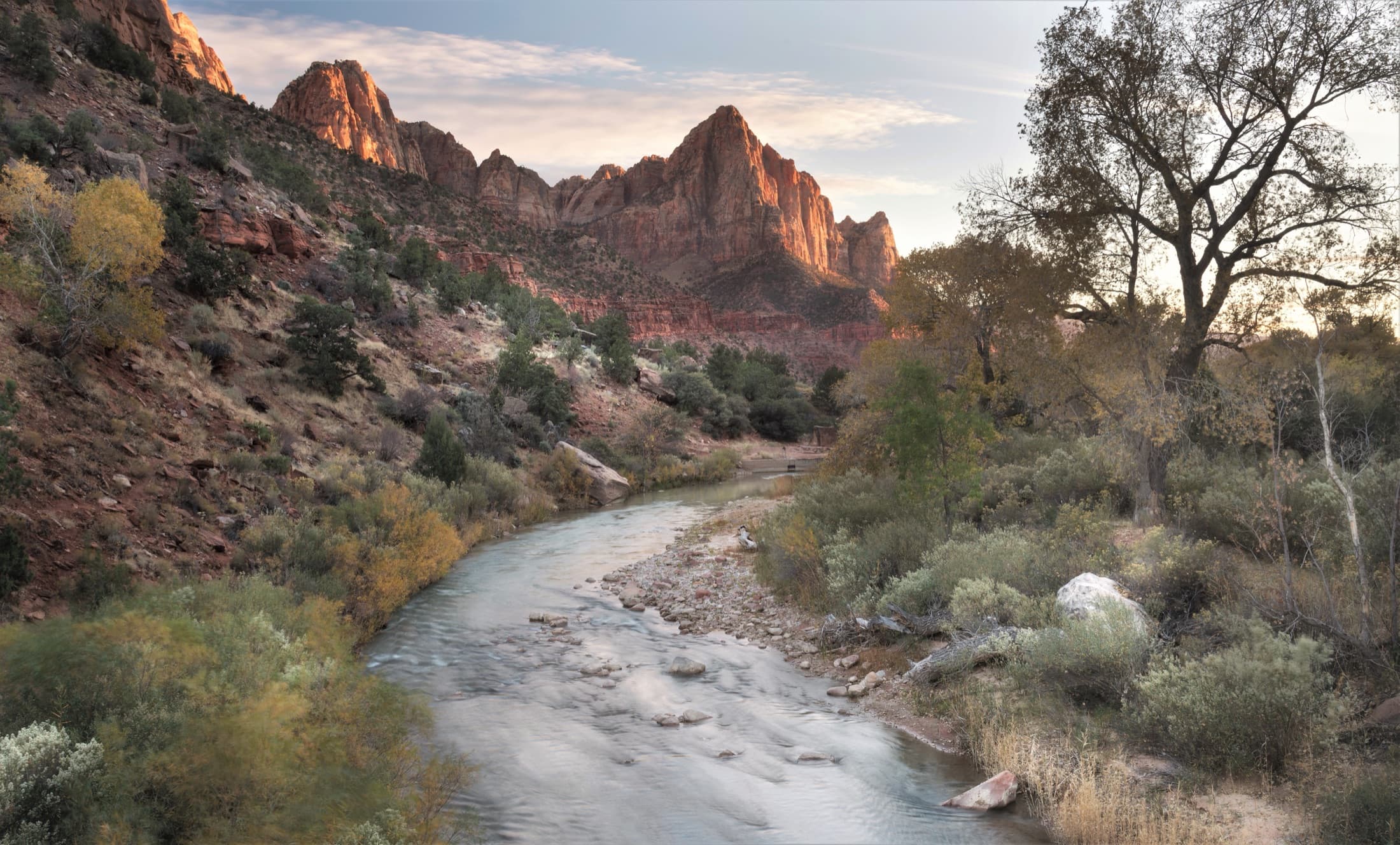 The Watchman, a sharply pointed red sandstone peak in Zion National Park, rising above the Virgin River and autumn cottonwoods at golden hour