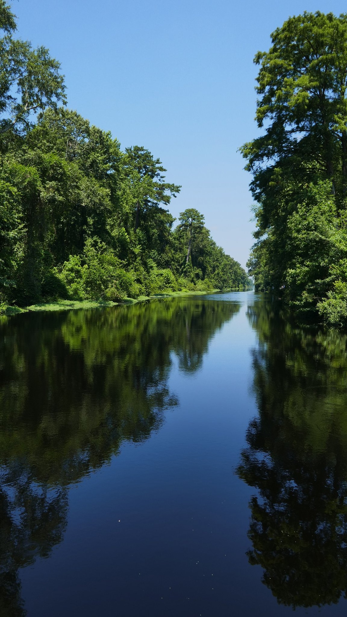 Dismal Swamp State Park