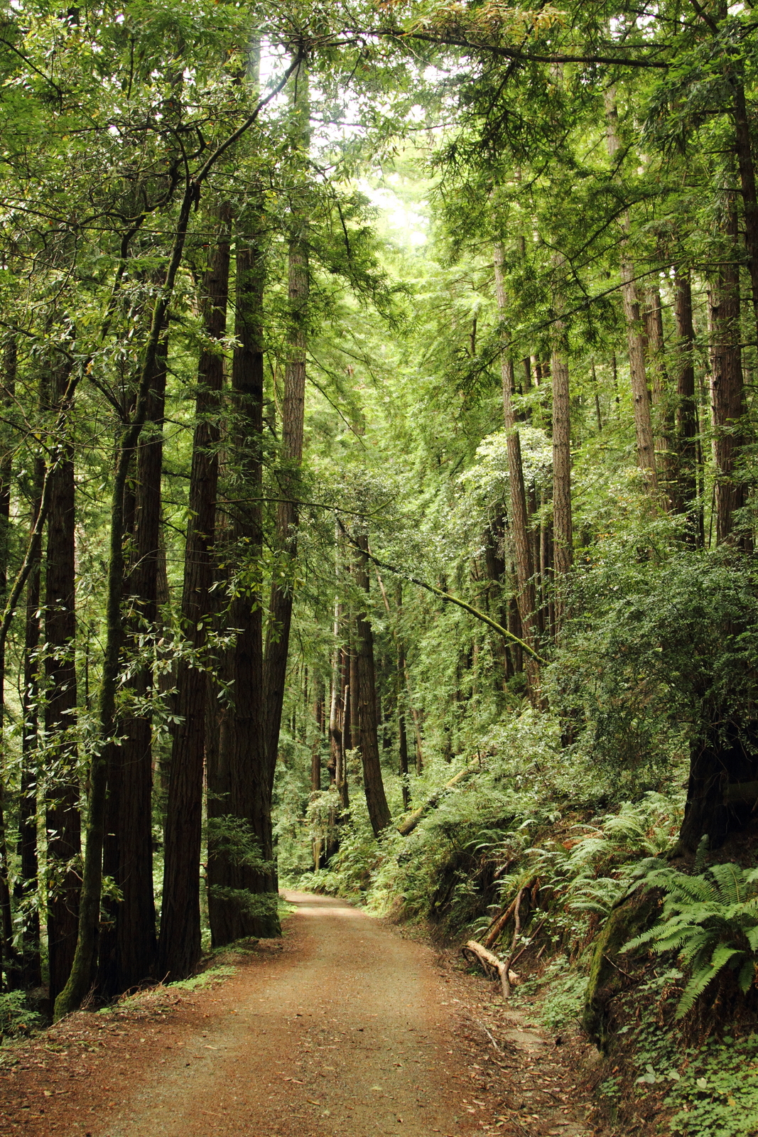 Butano State Park