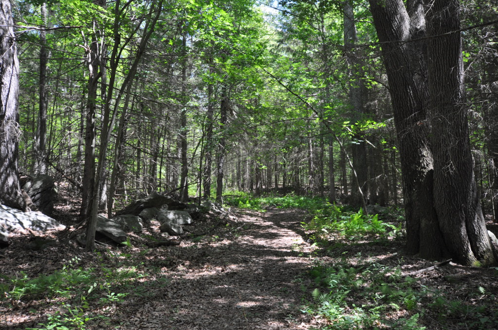Mohegan State Forest