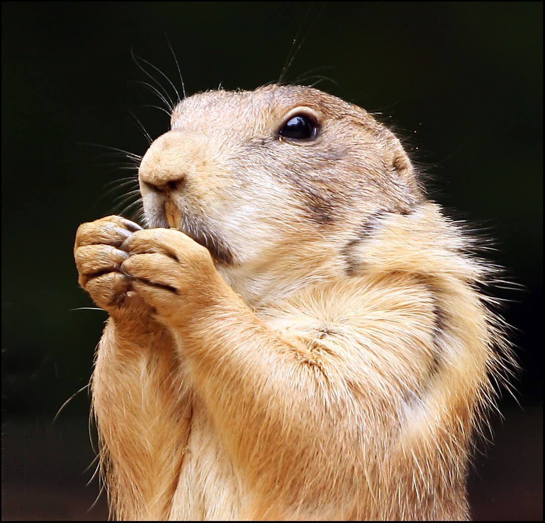 Prairie Dog State Park