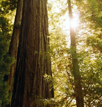 Richardson Grove State Park