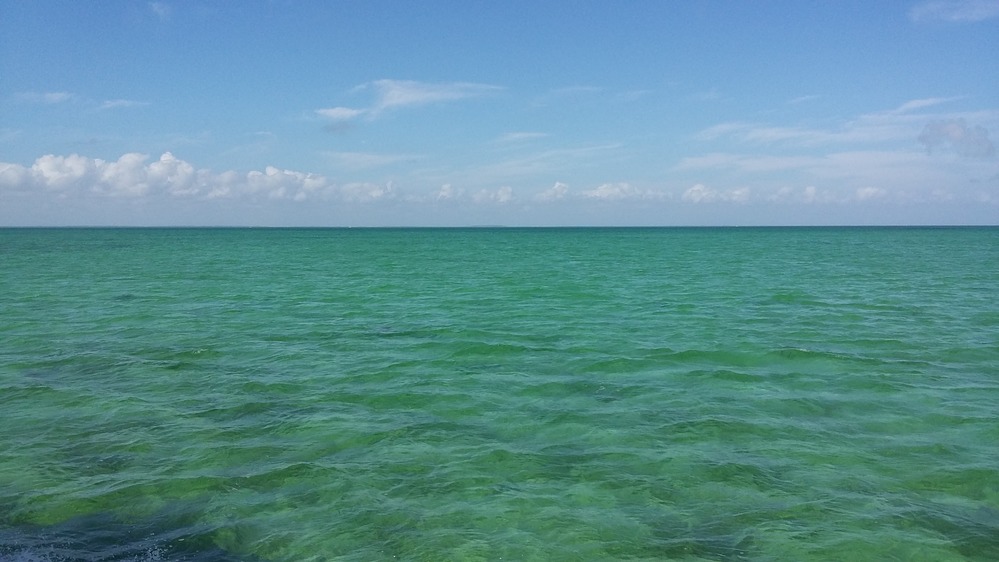 Open Biscayne Bay water with mangroves and low shoreline in the distance