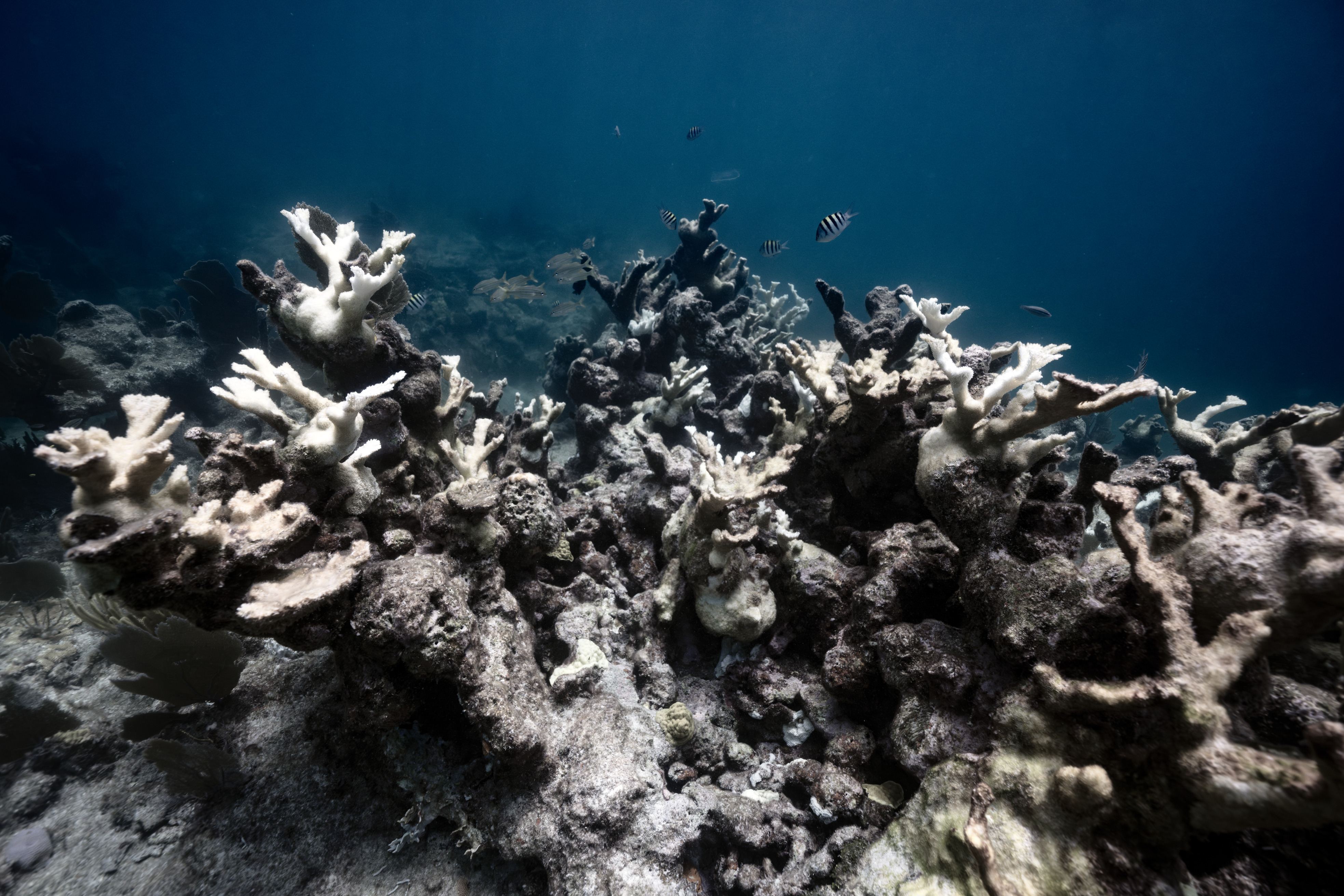 Elkhorn coral growing in clear Biscayne National Park water