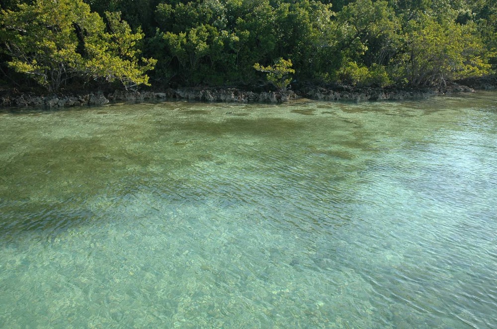 Mangrove shoreline meeting Biscayne Bay