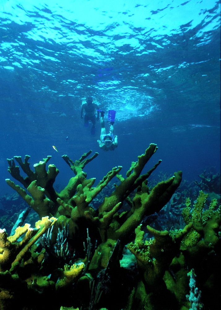 A snorkeler diving above an elkhorn reef in Biscayne National Park