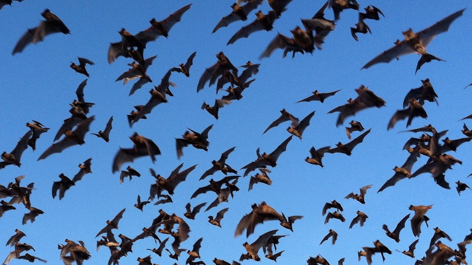 Brazilian free-tailed bats flying above Carlsbad Cavern