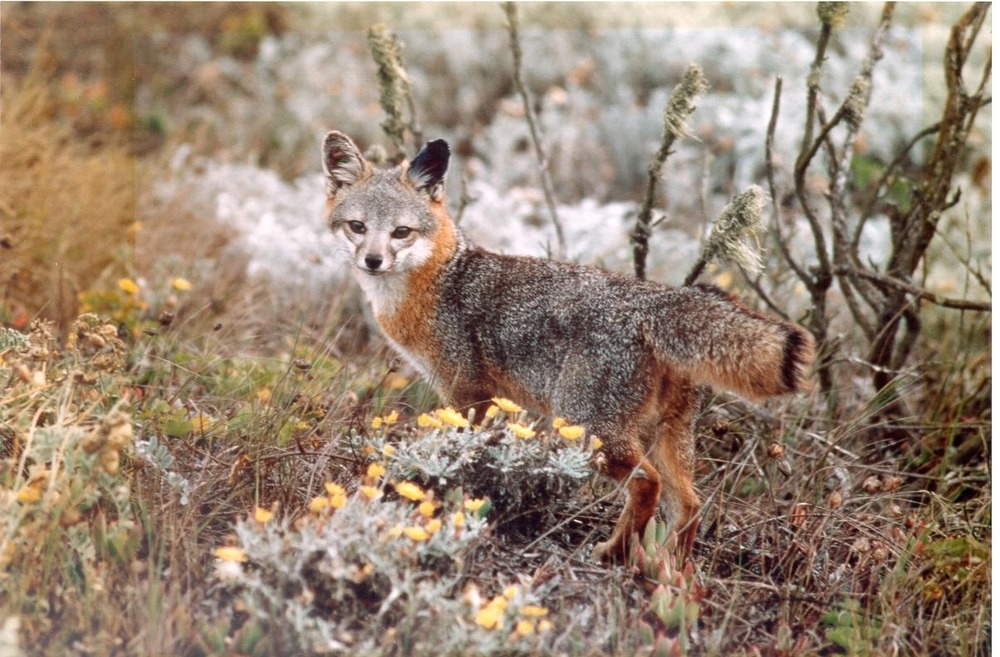 An island fox watching from low brush