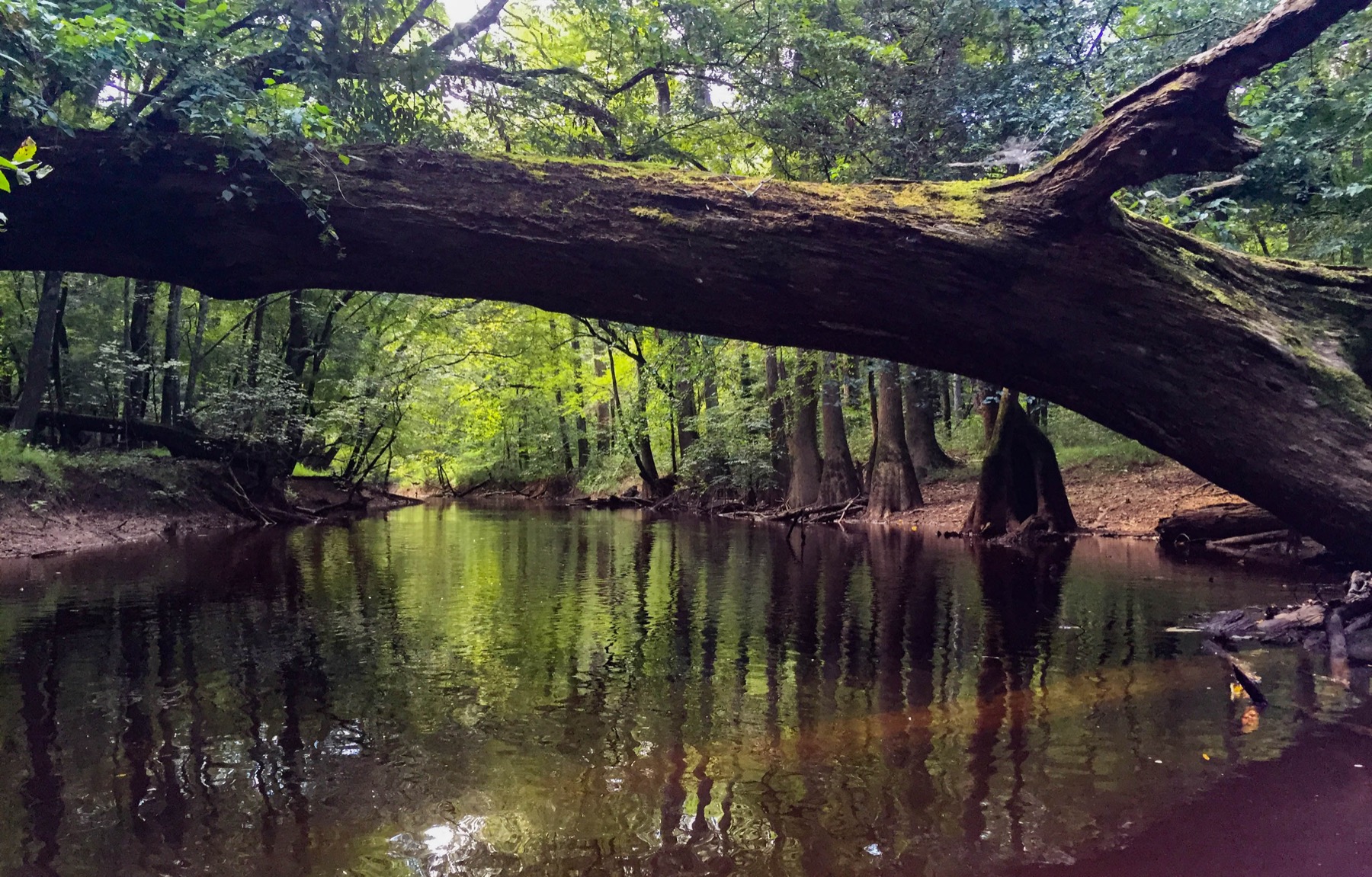 Cedar Creek shaded by bottomland trees