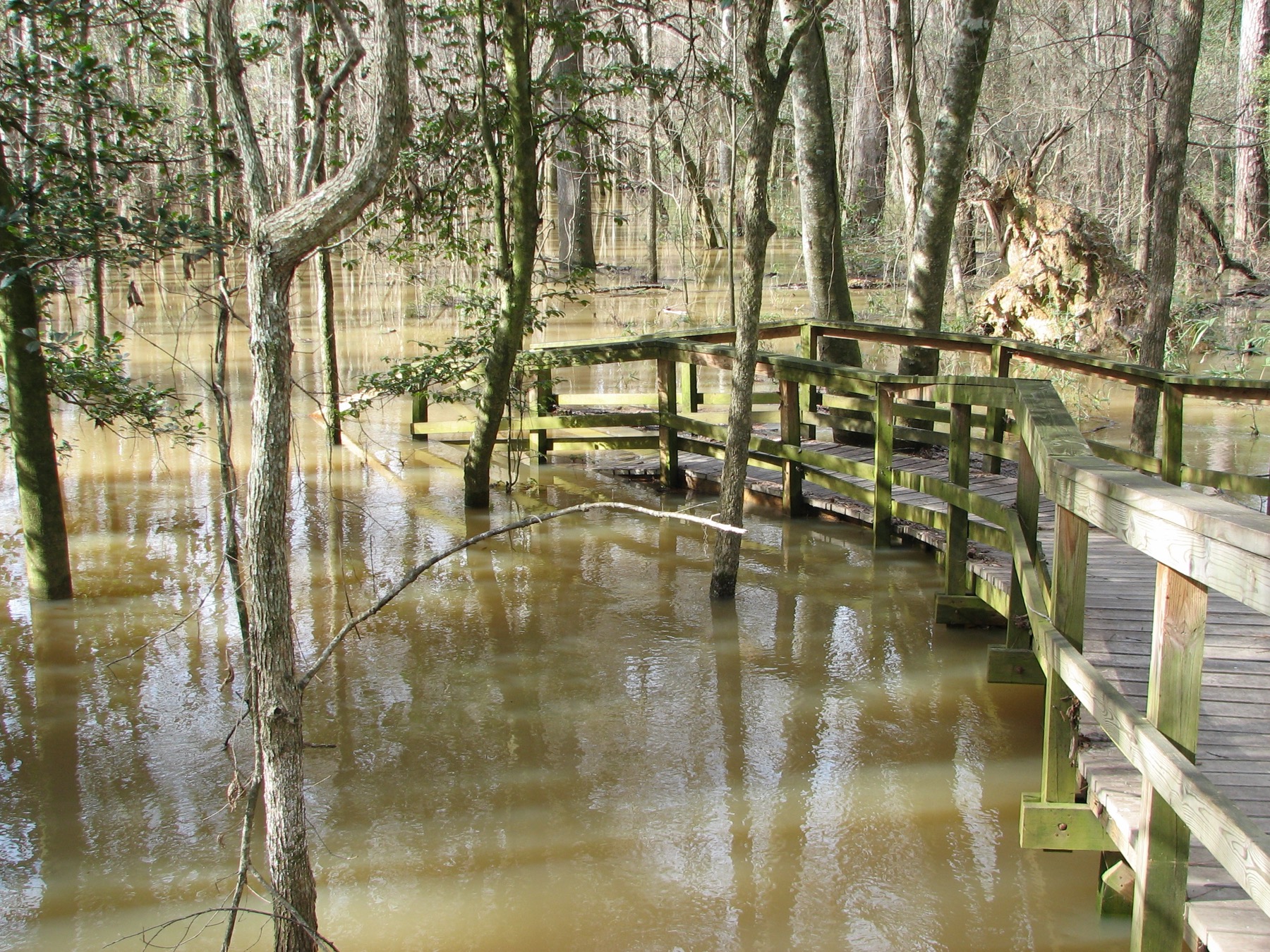 Congaree's low boardwalk during a flood event