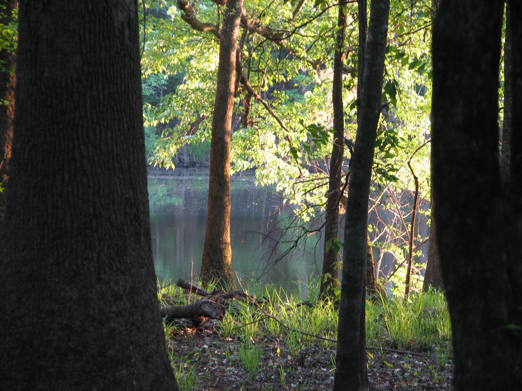 Weston Lake beside the floodplain forest