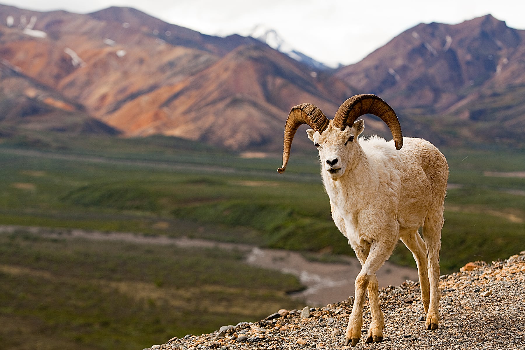 A Dall sheep standing above a green Denali valley
