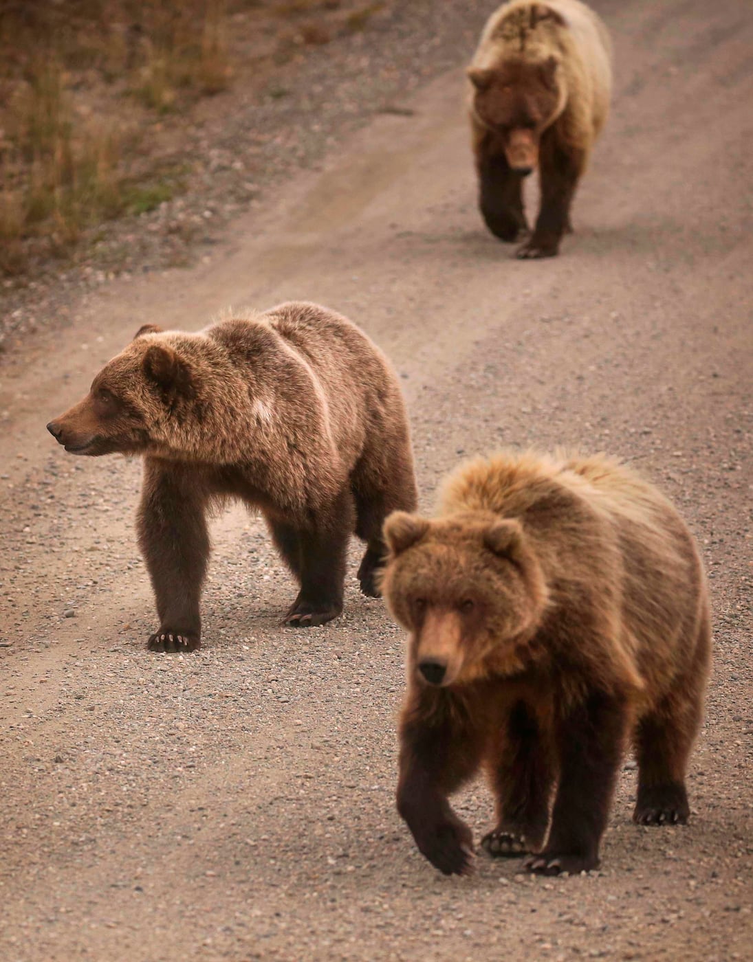 Three brown bears walking along a road in Denali