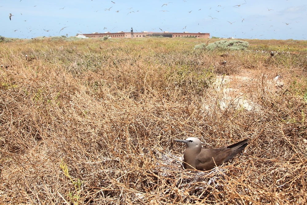 A brown noddy on Bush Key near Fort Jefferson