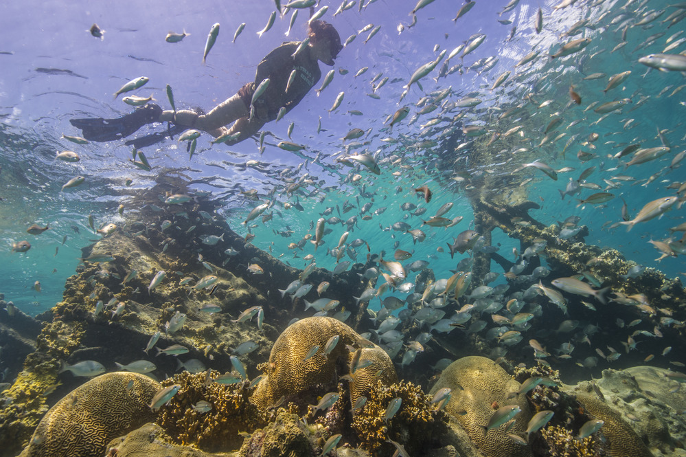 A snorkeler above a Dry Tortugas shipwreck