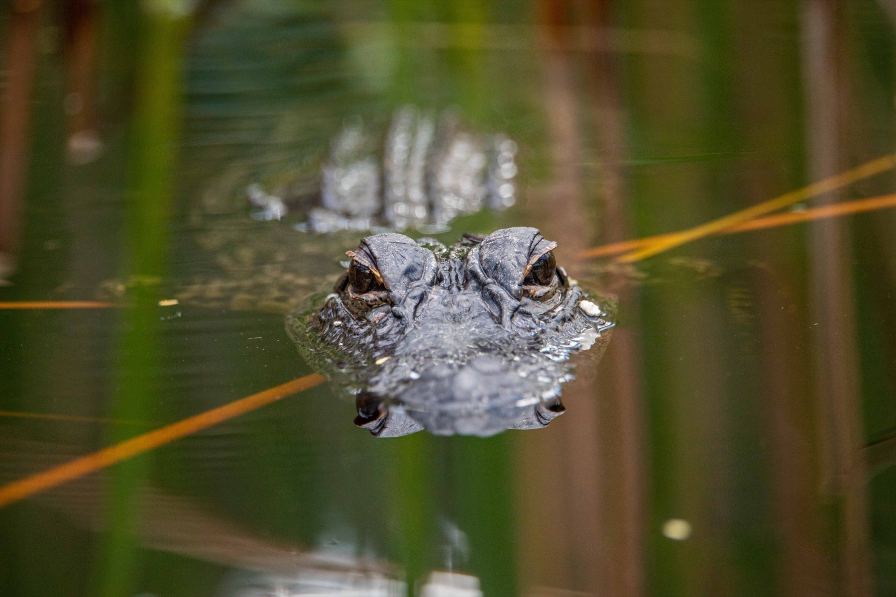 An alligator floating at the water surface in Everglades National Park