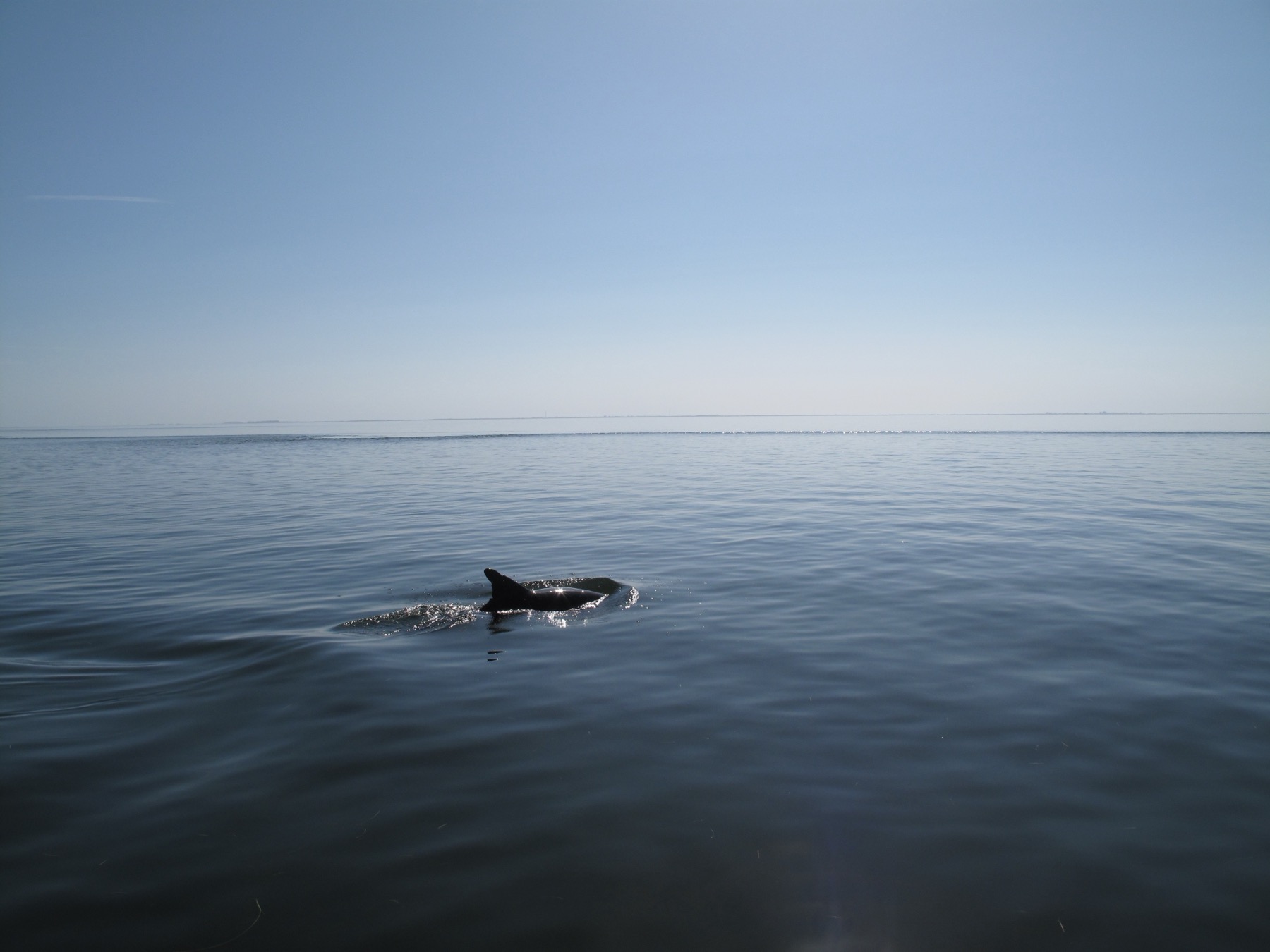 A bottlenose dolphin swimming in Florida Bay