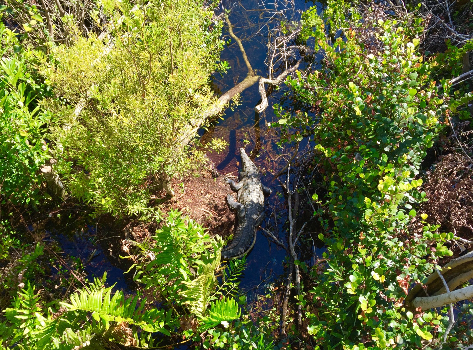 A crocodile resting near Shark Valley Tower