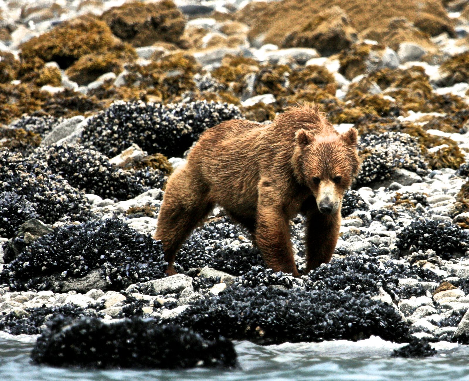A brown bear walking the Glacier Bay shoreline