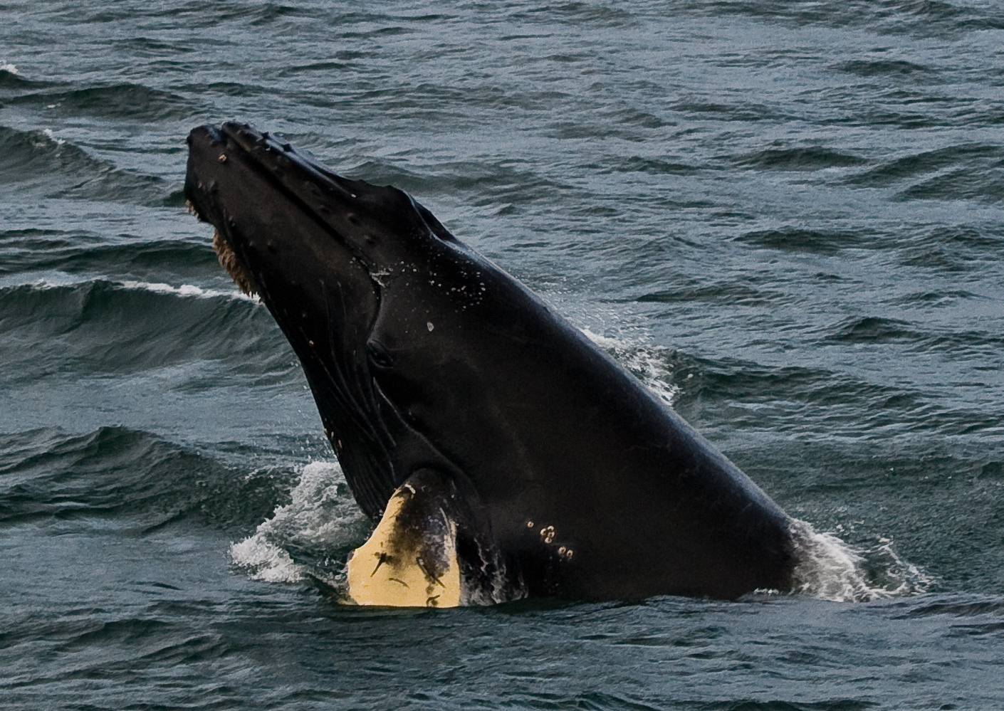 A humpback whale breaching from Glacier Bay waters