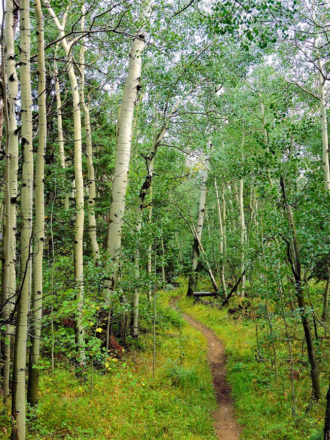 Aspen trees lining the Mosca Pass Trail