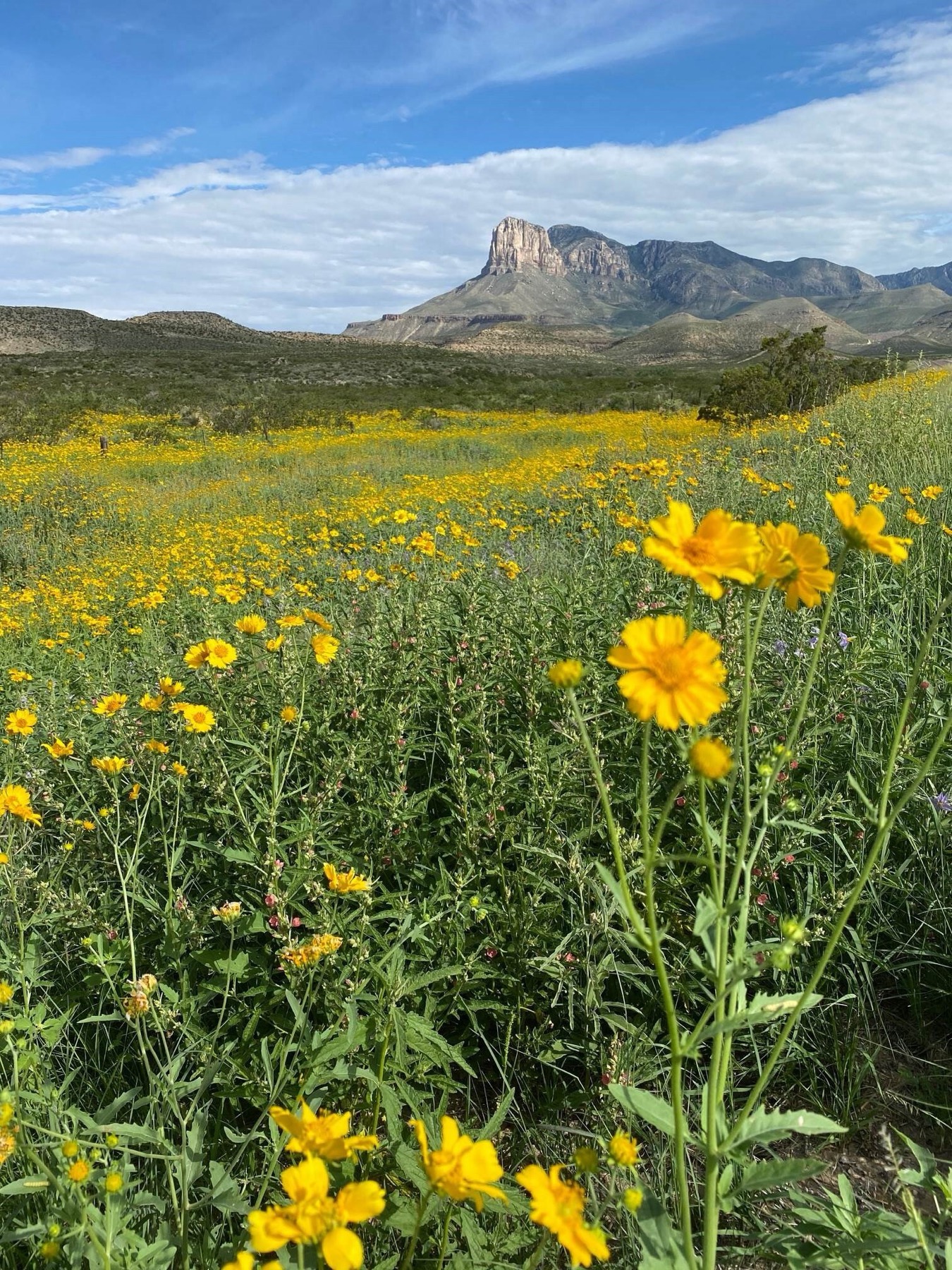 Yellow wildflowers below El Capitan and the Guadalupe Mountains