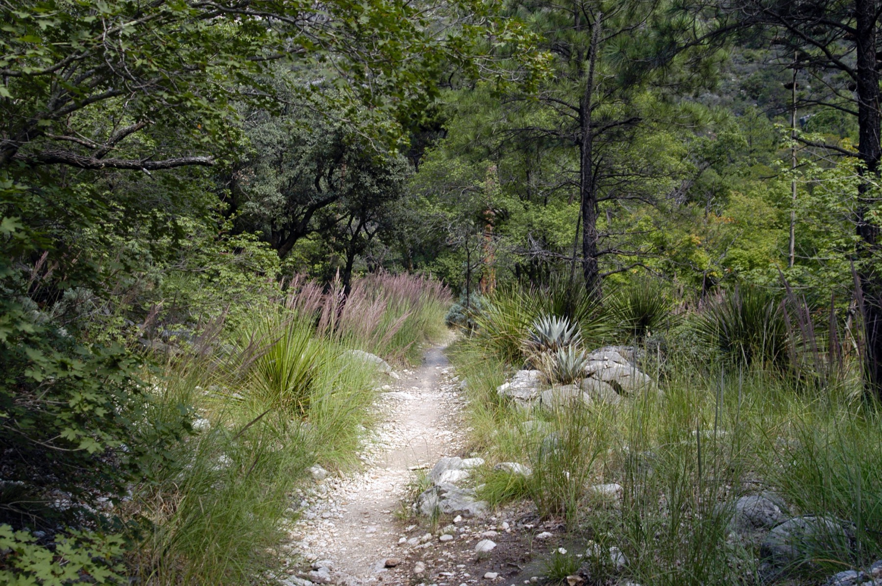 The McKittrick Canyon Trail through riparian canyon habitat