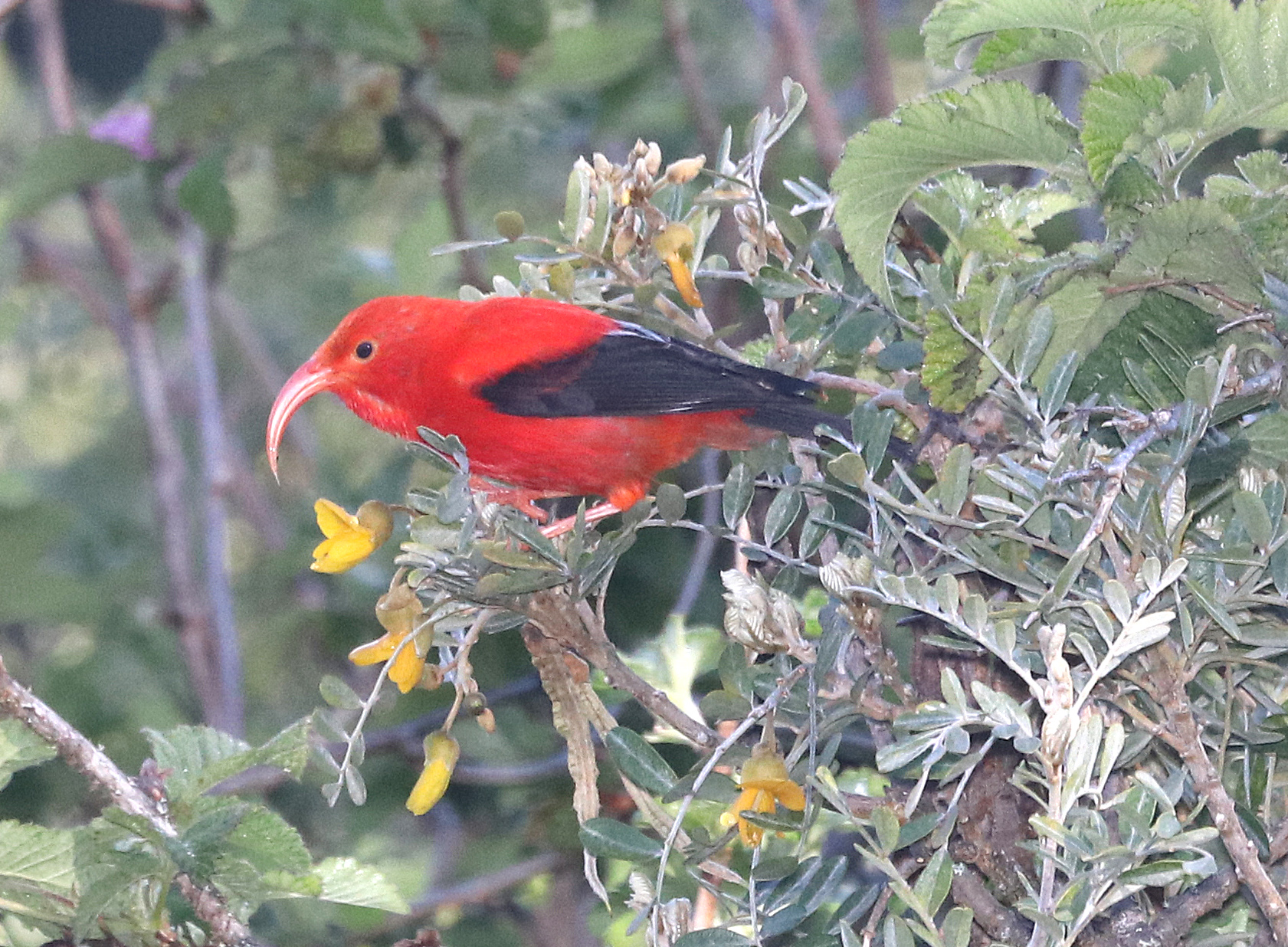 A red iiwi bird perched in Hosmer Grove at Haleakala