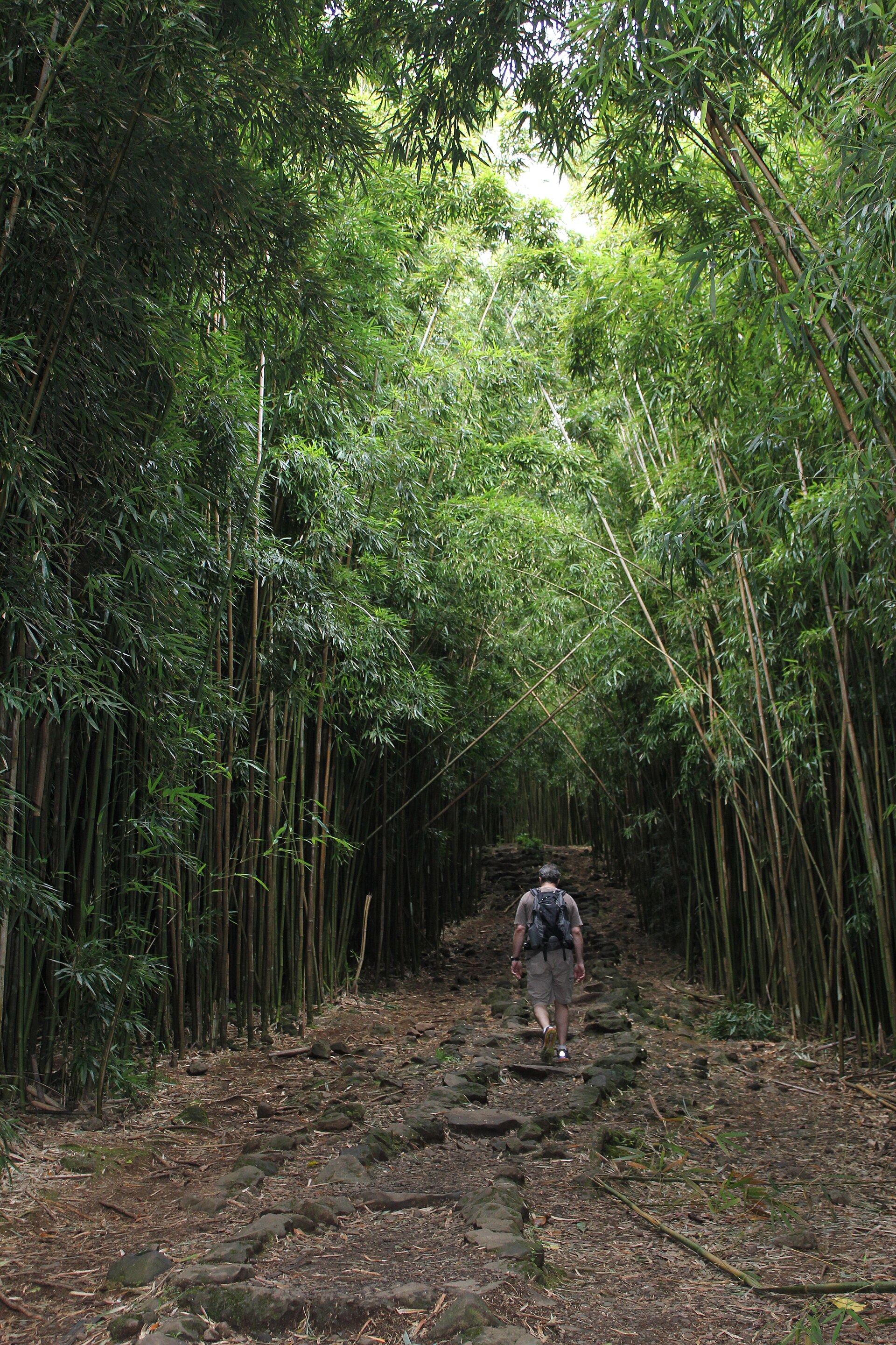 Tall bamboo surrounding the Pipiwai Trail in Kipahulu