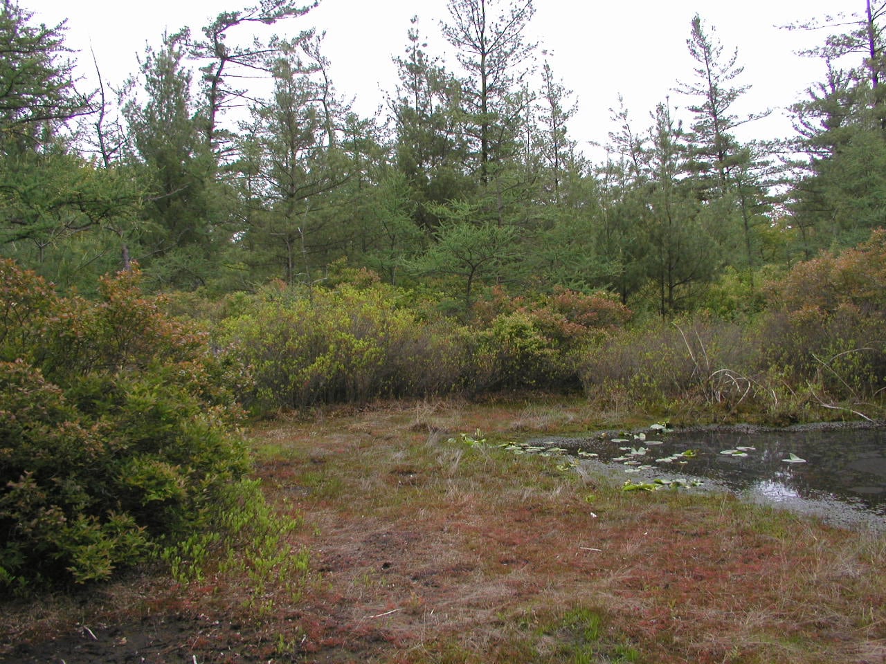 Pinhook Bog surrounded by forest in Indiana Dunes