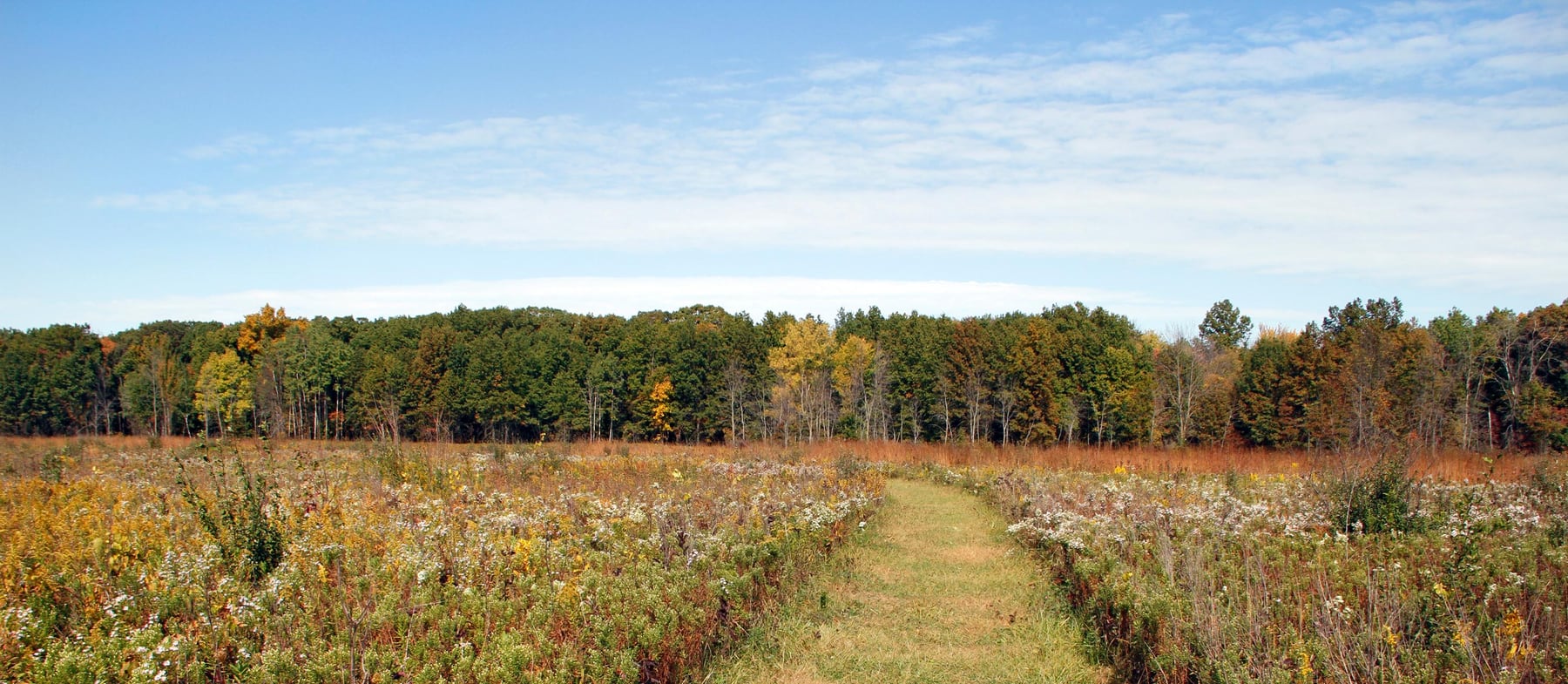 Mnoke Prairie in bloom at Indiana Dunes
