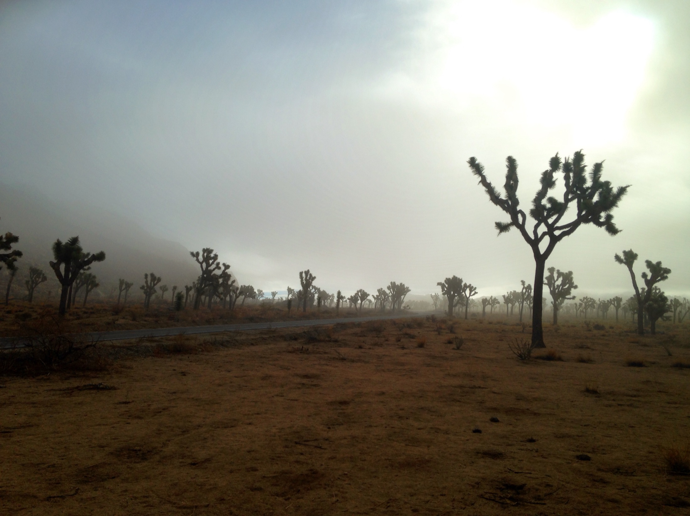 A rare foggy morning in Joshua Tree National Park, with iconic Joshua trees scattered across the open desert plain and low fog rolling over the mountains beyond a winding park road.