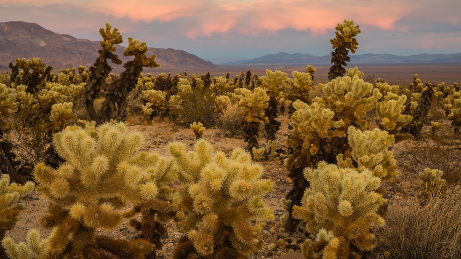 Dense cholla cactus glowing in desert light