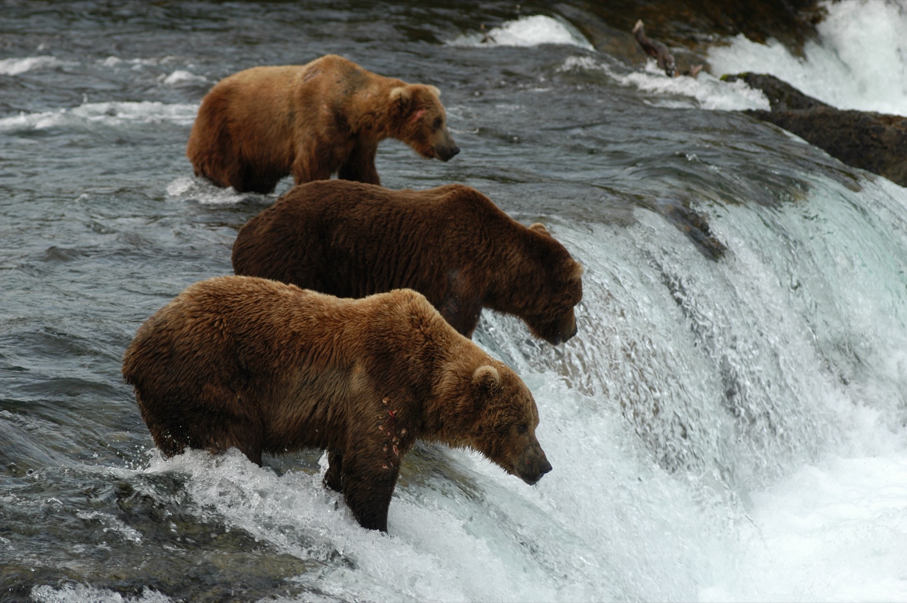 Three brown bears fishing for salmon at Brooks Falls