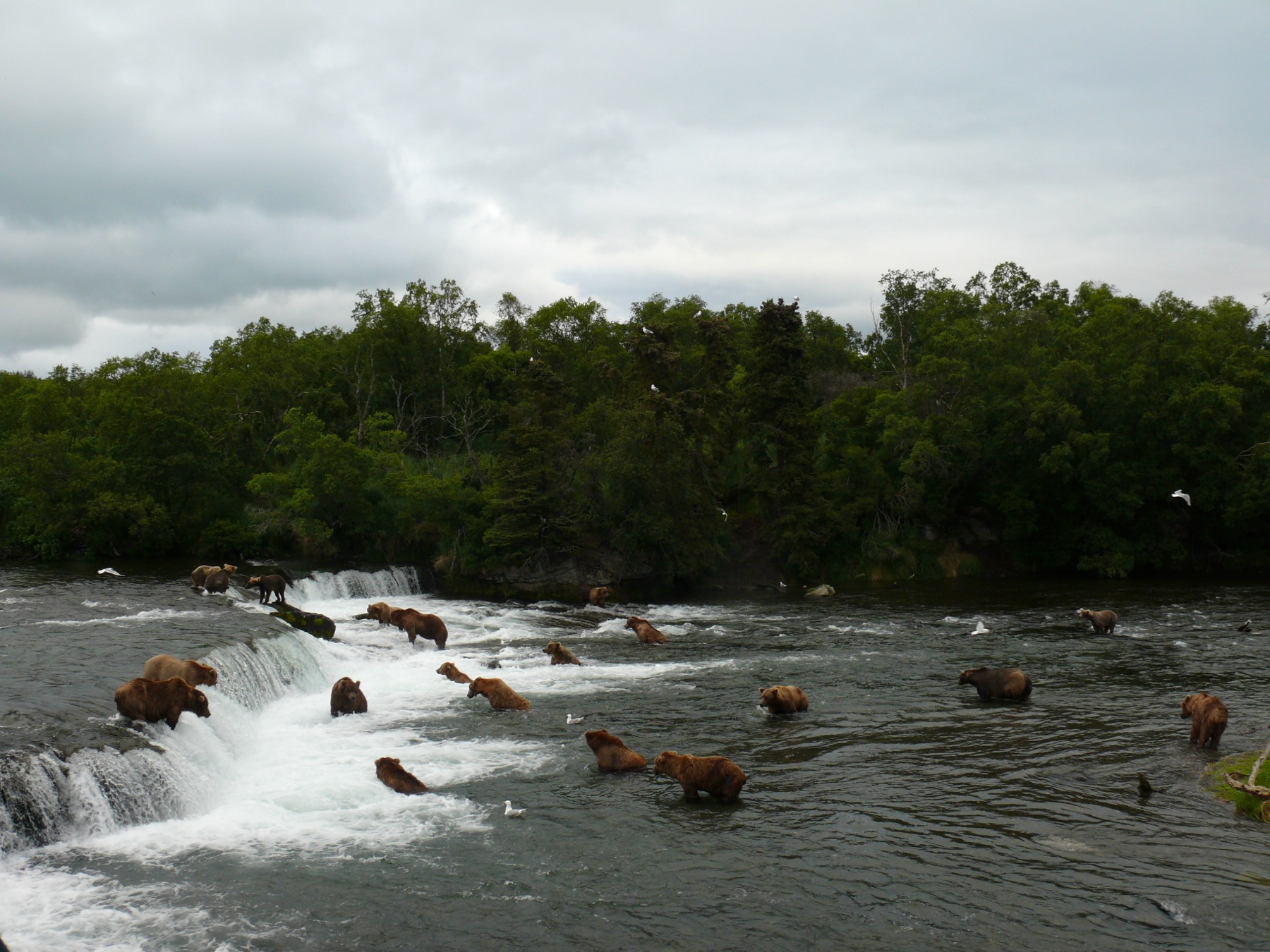 Many brown bears gathered above and below Brooks Falls