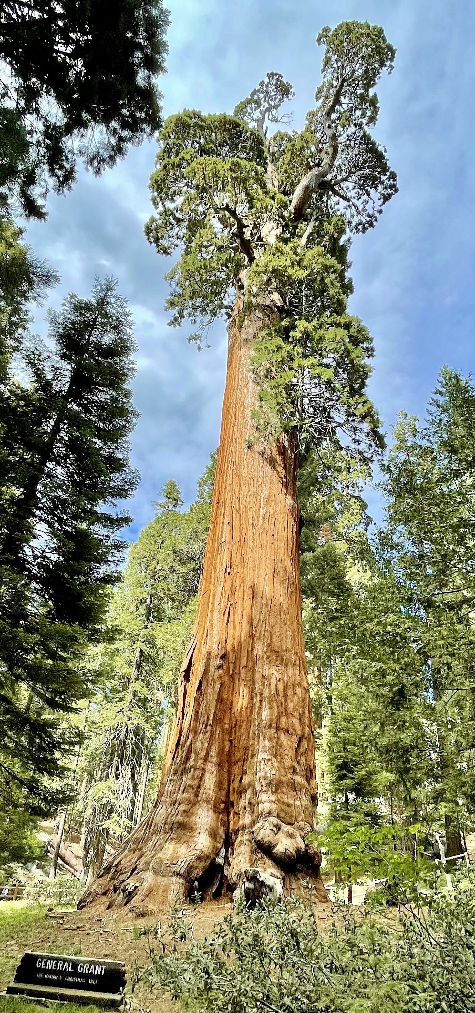 The General Grant Tree rising from Grant Grove