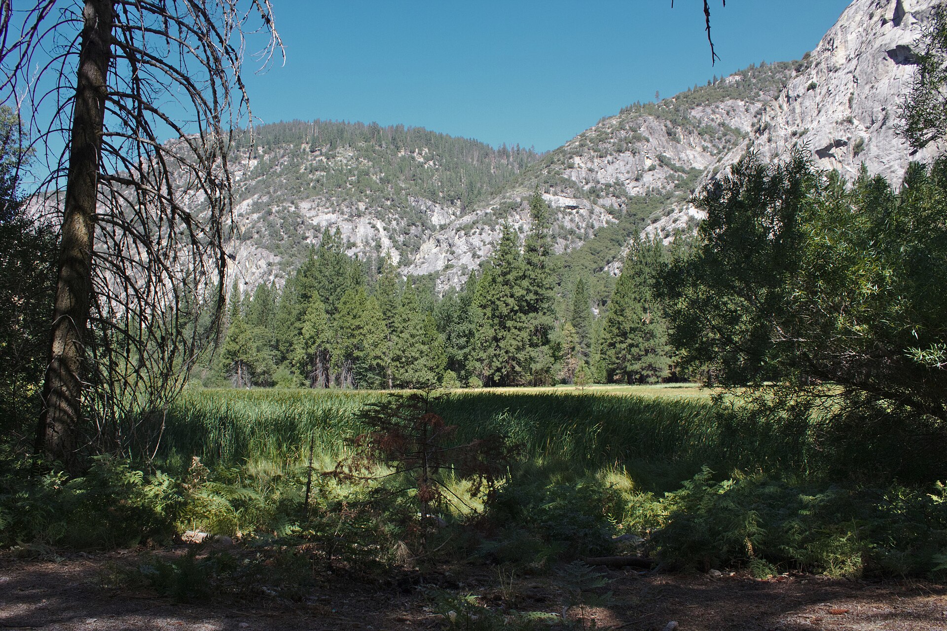 Zumwalt Meadow beneath steep canyon walls