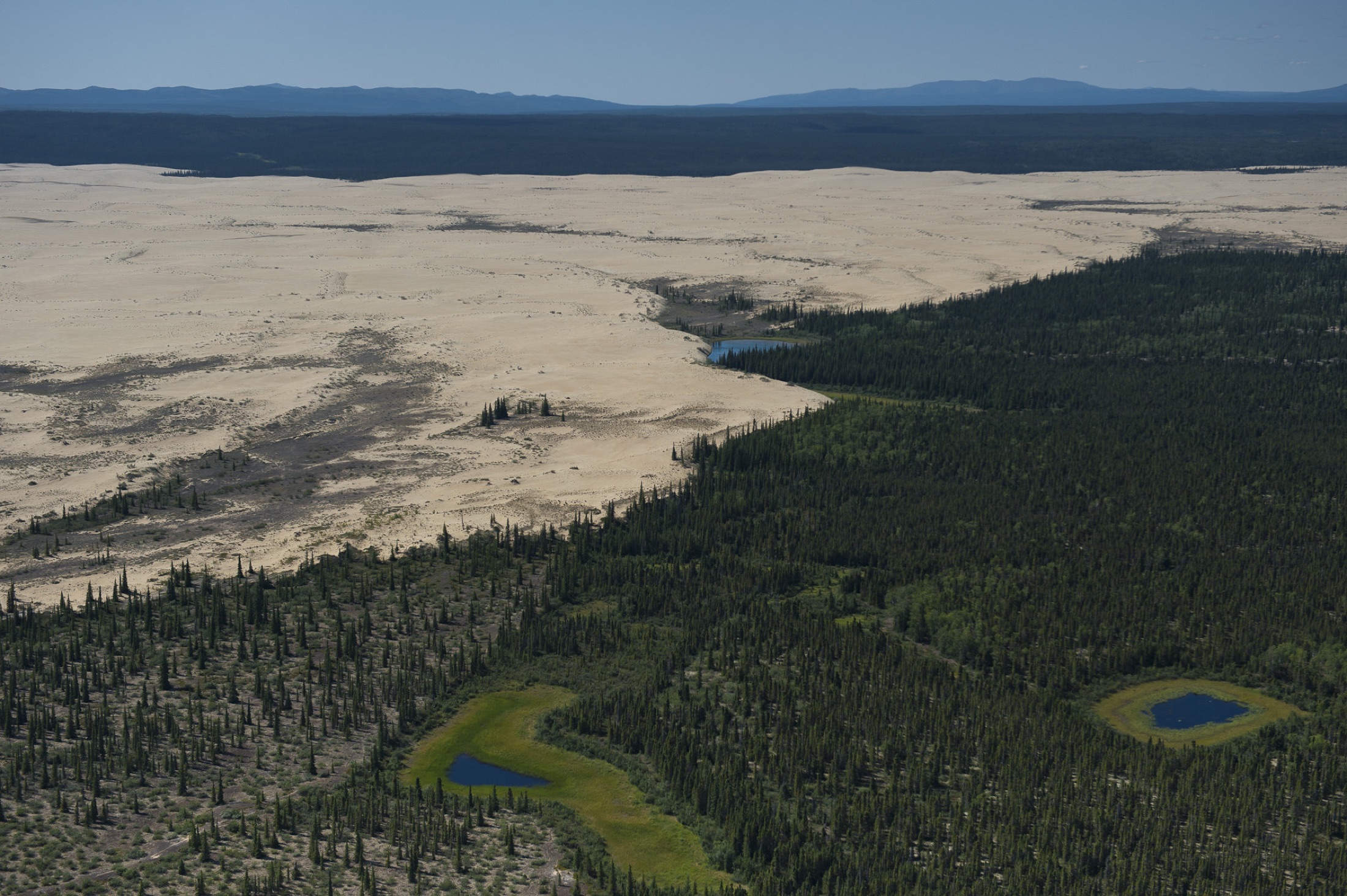 The Great Kobuk Sand Dunes in Kobuk Valley National Park, Alaska, a vast field of wind-rippled sand stretching across rolling, undulating terrain under soft daylight.