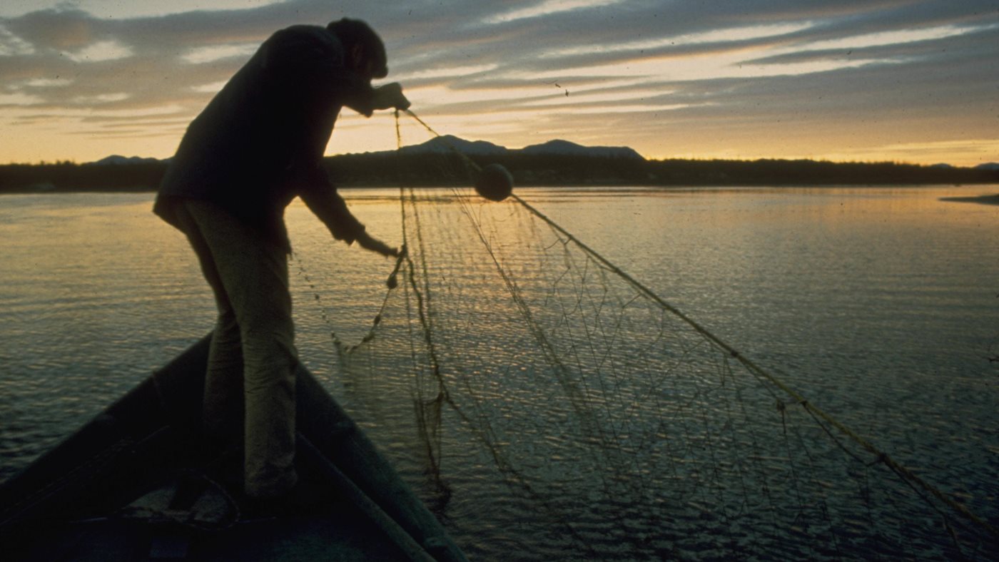 Inupiaq women pulling in a gill net along the Kobuk River region