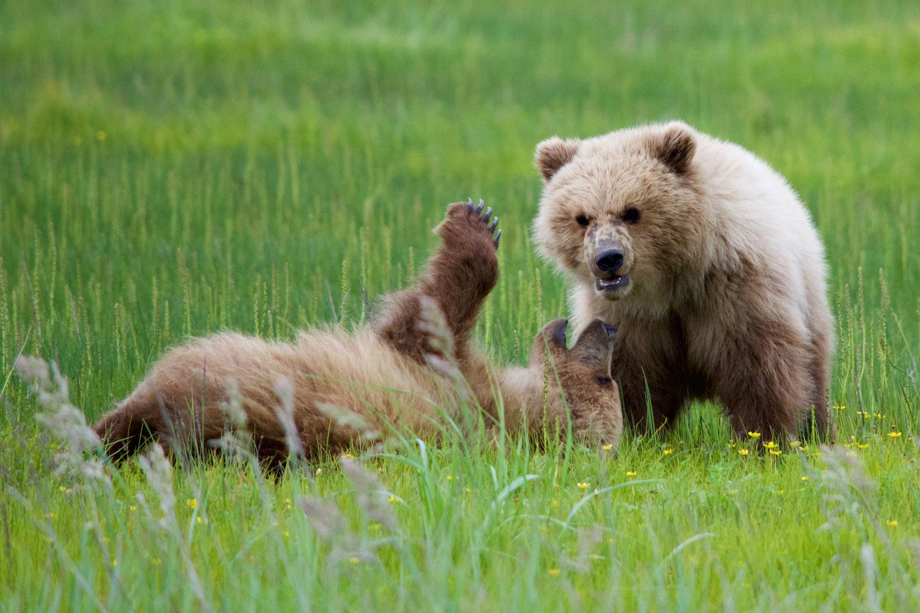 Two brown bear cubs playing in sedges at Silver Salmon Creek