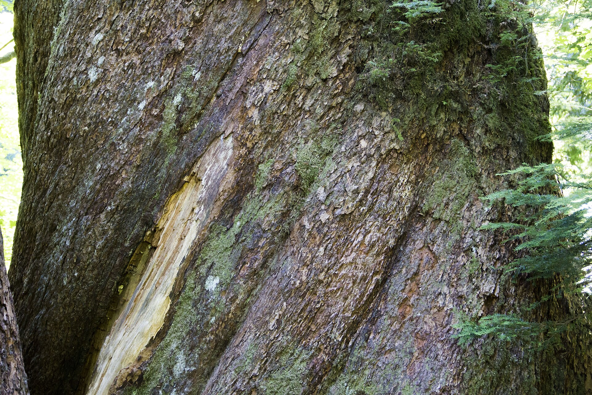 Ancient trees in the Grove of the Patriarchs