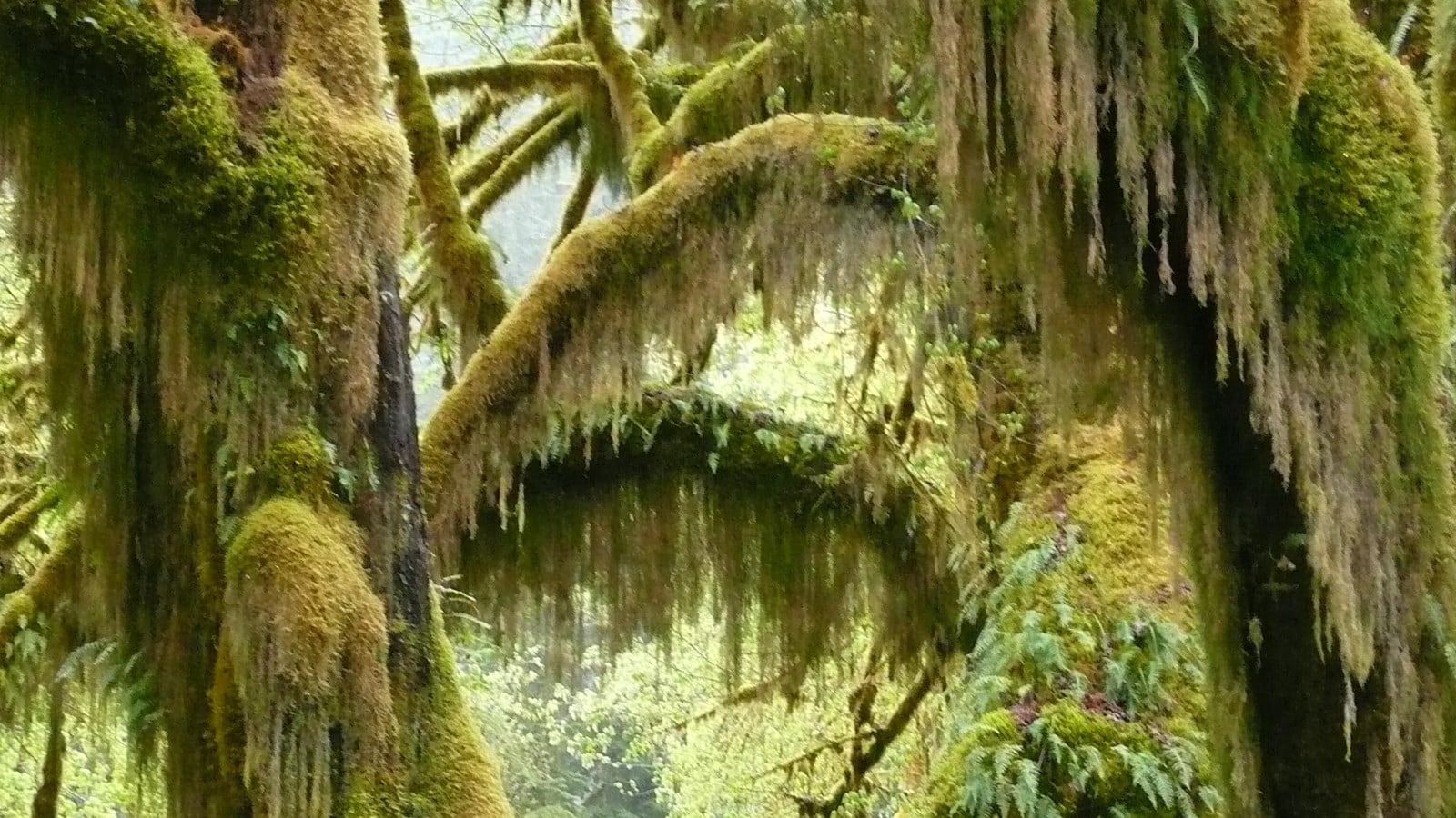 Moss-covered trees and ferns along the Hall of Mosses Trail