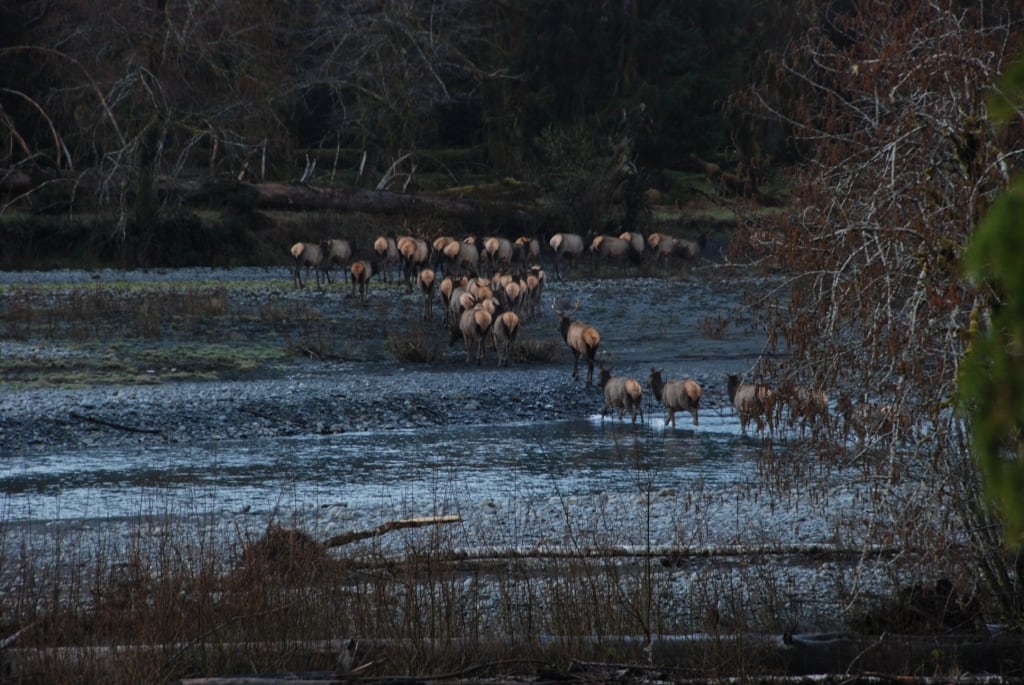 Roosevelt elk crossing a river in Olympic National Park