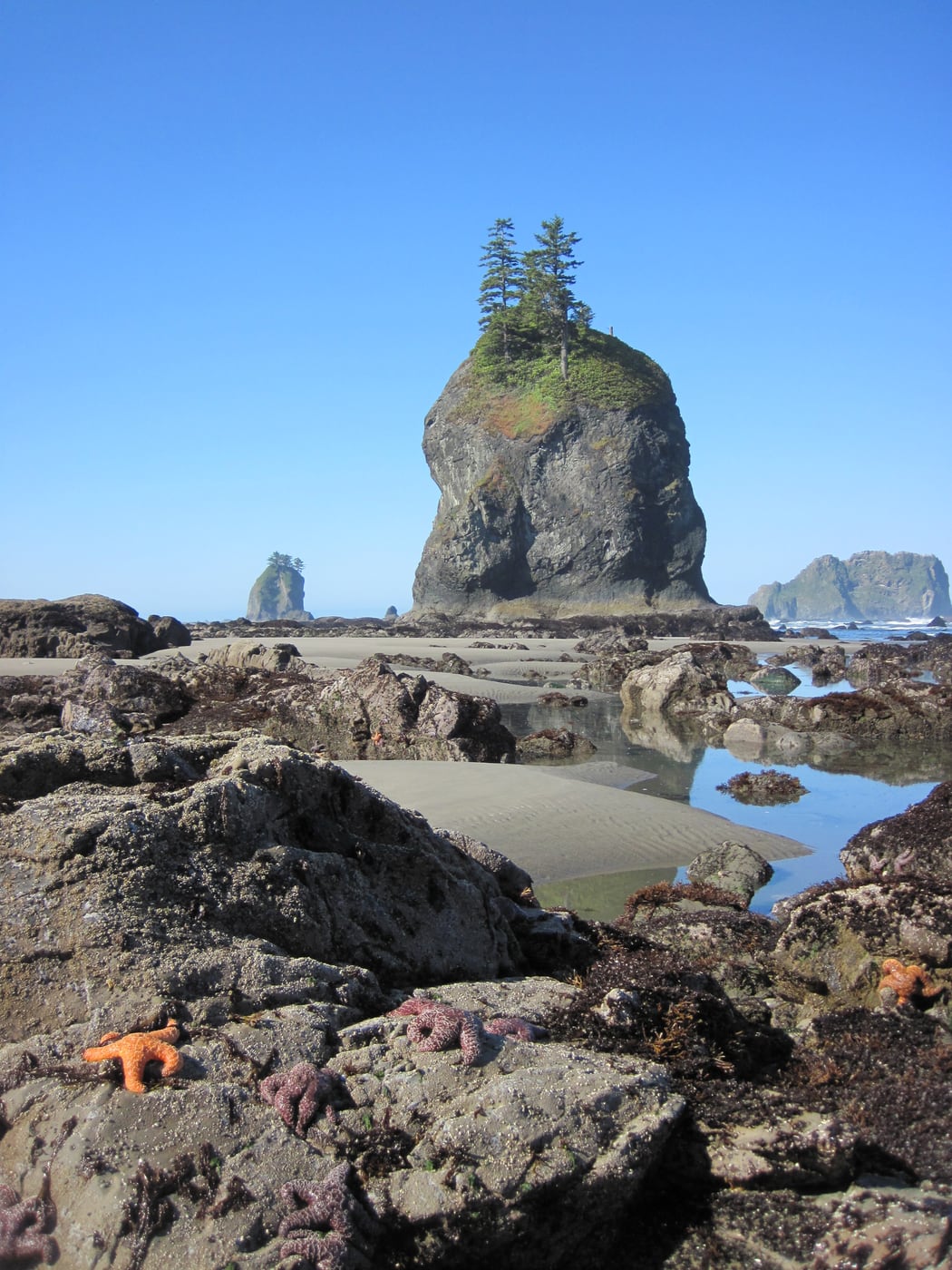 Sea stars in Olympic coast tide pools