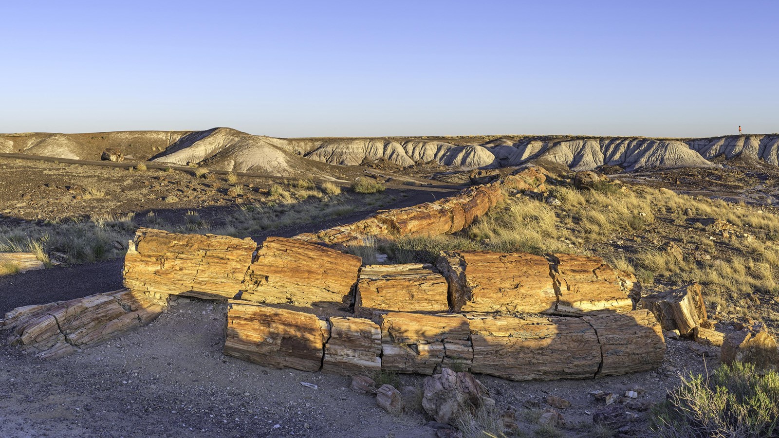 Petrified logs along the Crystal Forest Trail