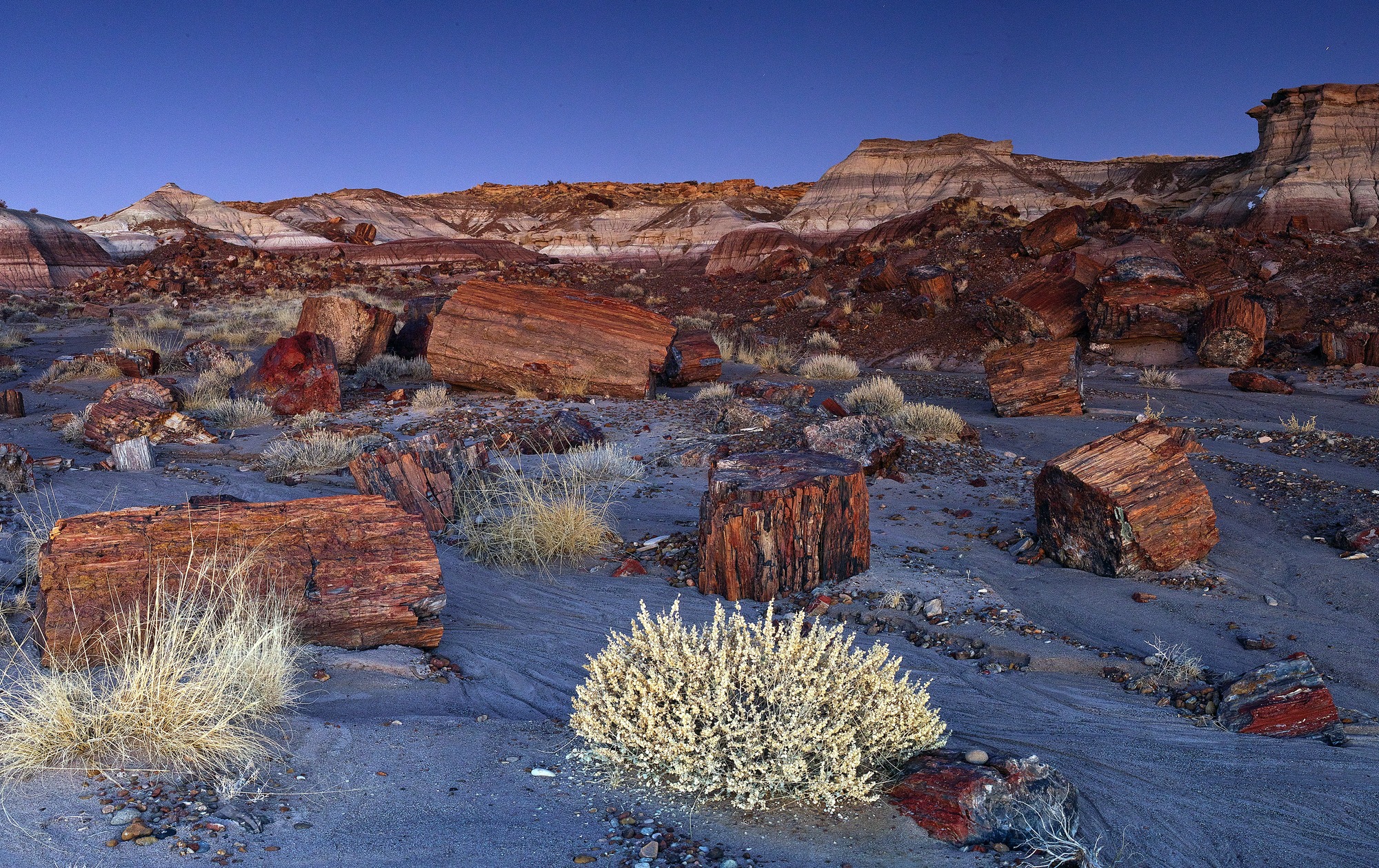 Evening light over Jasper Forest in Petrified Forest National Park