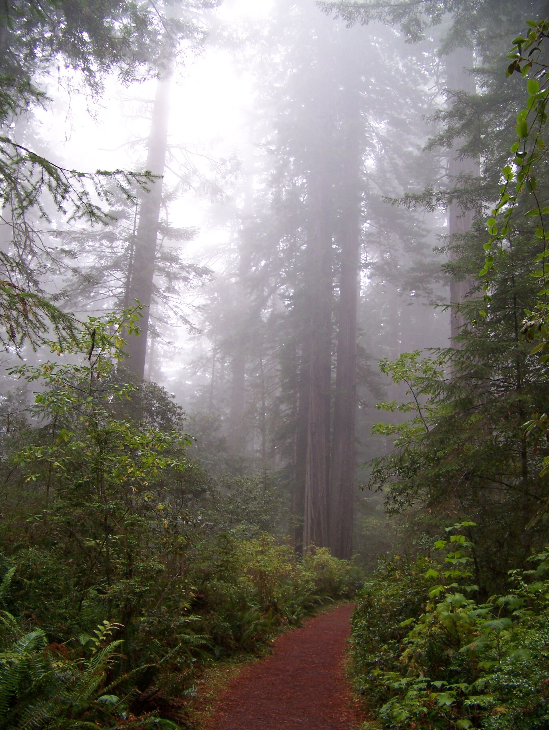 Misty old-growth redwoods similar to the Lady Bird Johnson Grove forest
